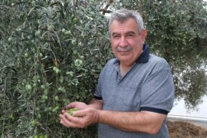 alanyada zeytin hasadi basladi rekolte yuzde 40 d dustu 1qwzEpYc.jpg